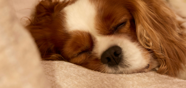Quel canapé choisir quand on a un animal ? Le guide complet pour éviter griffures et poils
